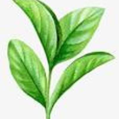 Timeline: La hoja de coca