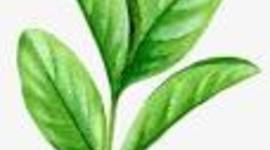 Timeline: La hoja de coca