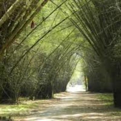 Timeline: Parque Botanico lancetilla