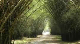 Timeline: Parque Botanico lancetilla