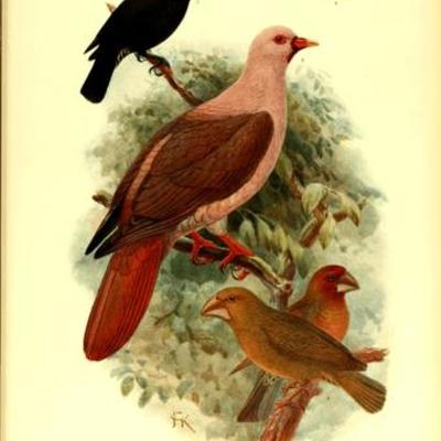 Timeline: Aves extintas y en Vía de extinción