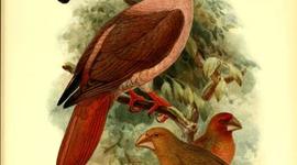 Timeline: Aves extintas y en Vía de extinción