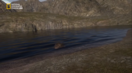 Timeline: fauna de la explosión cámbrica