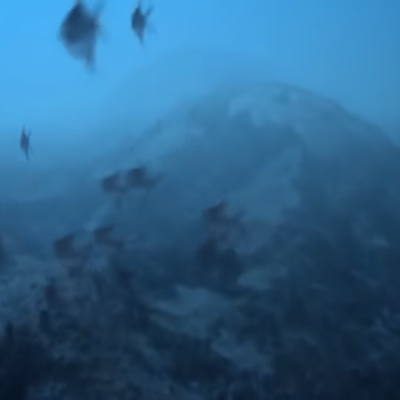 Timeline: animales acuaticos