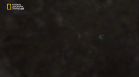 Timeline: origen de la humanidad