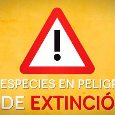 Timeline: Animales envía de extinción