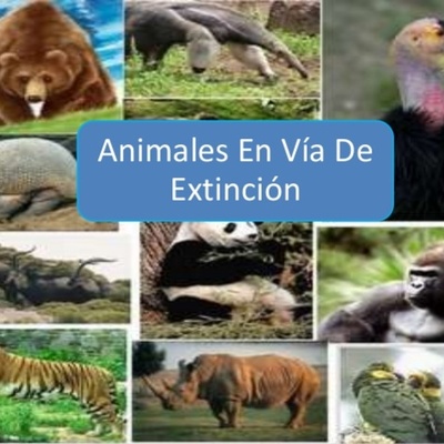 Timeline: ANIMALES EN PELIGRO DE EXTINCIÓN