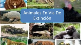 Timeline: ANIMALES EN PELIGRO DE EXTINCIÓN