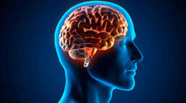 Timeline: Historia De Los Cimientos En El Cerebro