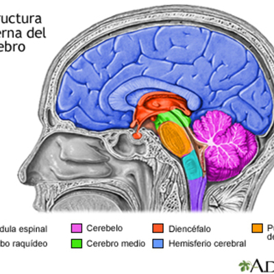 Timeline: linea del tiempo celebro