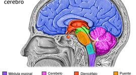 Timeline: linea del tiempo celebro