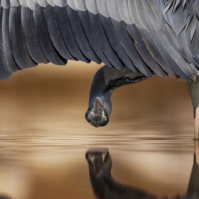 Timeline: Animal Dance