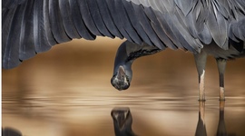 Timeline: Animal Dance