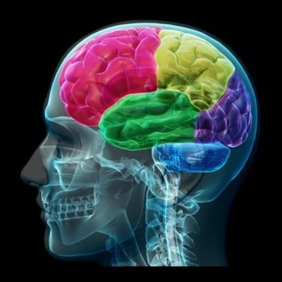 Timeline: EL CEREBRO