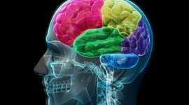 Timeline: EL CEREBRO