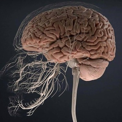 Timeline: El Cerebro