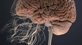 Timeline: El Cerebro