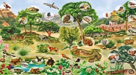 Timeline: Clasificación de los Seres Vivos