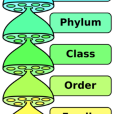 Timeline: Historia de la Taxonomía