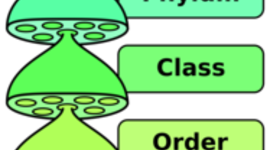 Timeline: Historia de la Taxonomía