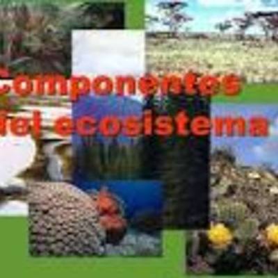 Timeline: componentes del ecosistema