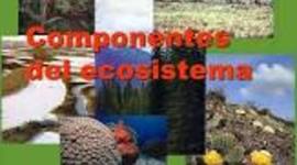 Timeline: componentes del ecosistema