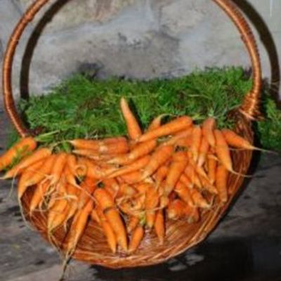 Timeline: Greater Boston Farmer's Markets