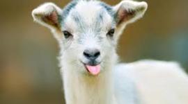 Timeline: Microscope Timeline