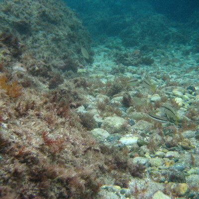 Timeline: Biocombustibles