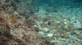 Timeline: Biocombustibles