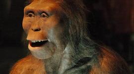 Timeline: Homínidos