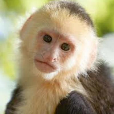 Timeline: Umeli (Anett)