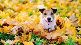 Timeline: RUTA DOGGIE