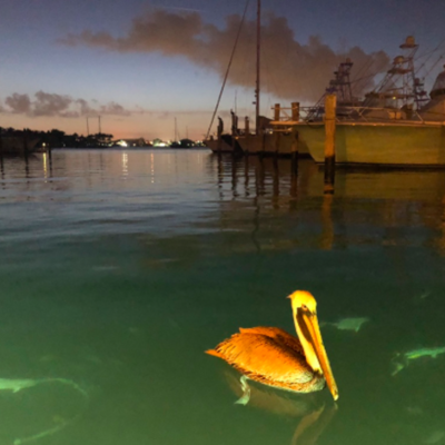 Timeline: Deadly Tsunamis- Caitlyn Geyer