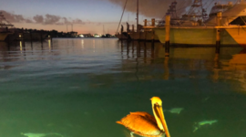 Timeline: Deadly Tsunamis- Caitlyn Geyer