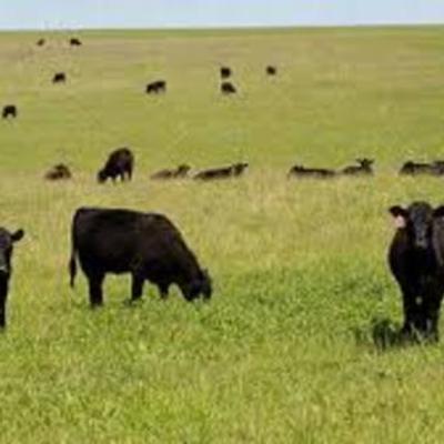 Timeline: TEKS 4.20A  The student understand the impact of science and technology on life in Texas.  Identify famous inventors and scientists such as Gail Borden, Joseph Glidden, Michael DeBakey, and Millie Hughes-Fulford and their contributions.