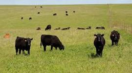 Timeline: TEKS 4.20A  The student understand the impact of science and technology on life in Texas.  Identify famous inventors and scientists such as Gail Borden, Joseph Glidden, Michael DeBakey, and Millie Hughes-Fulford and their contributions.