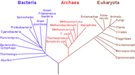 Timeline: Kingdon (biology)