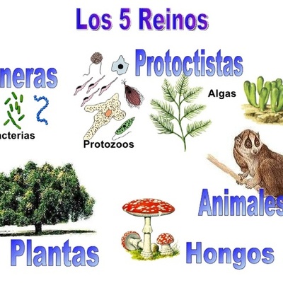 Timeline: Historia de la clasificación de los Organismos
