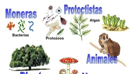 Timeline: Historia de la clasificación de los Organismos