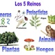 Clasificacion de los reinos y microorganismos 32 728