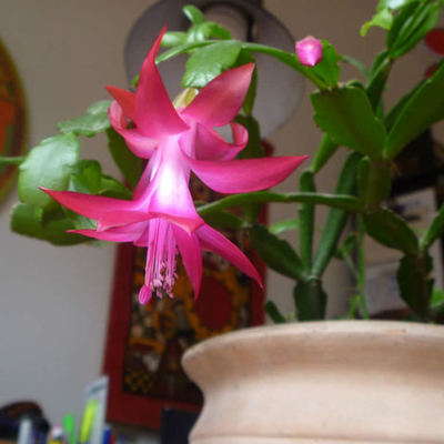 Timeline: Enraizamiento de Schlumberge rarusselliana mediante una hormona natural y el air pruning