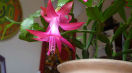 Timeline: Enraizamiento de Schlumberge rarusselliana mediante una hormona natural y el air pruning