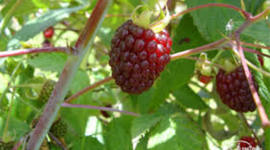 Timeline: Evaluación de dos hormonas para la propagación de la planta de mora (Rubus glaucus Benth) mediante esquejes semileñosos en dos tipos de  sustrato