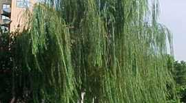 Timeline: EVALUACIÓN DE CONDICIONES AMBIENTALES Y DOS TIPOS DE SUSTRATOS EN LA REPRODUCCIÓN POR ESQUEJE DE SAUCE LLORÓN (Salix Babylonica).