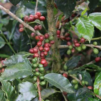 Timeline: Efecto de dos enraizadores en la propagación por esquejes semileñosos de la especie Coffea arabica variedad Bourbon bajo condiciones de cámara húmeda en dos sustratos diferentes