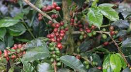 Timeline: Efecto de dos enraizadores en la propagación por esquejes semileñosos de la especie Coffea arabica variedad Bourbon bajo condiciones de cámara húmeda en dos sustratos diferentes