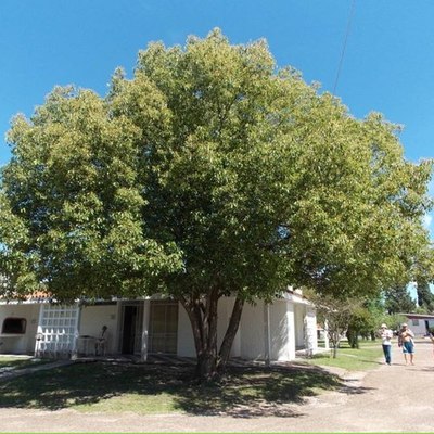 Timeline: Propagación de Alcanfor