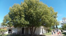 Timeline: Propagación de Alcanfor