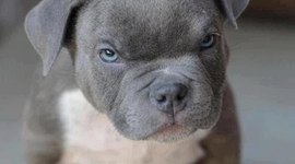 Timeline: Most Damaging Tsunamis